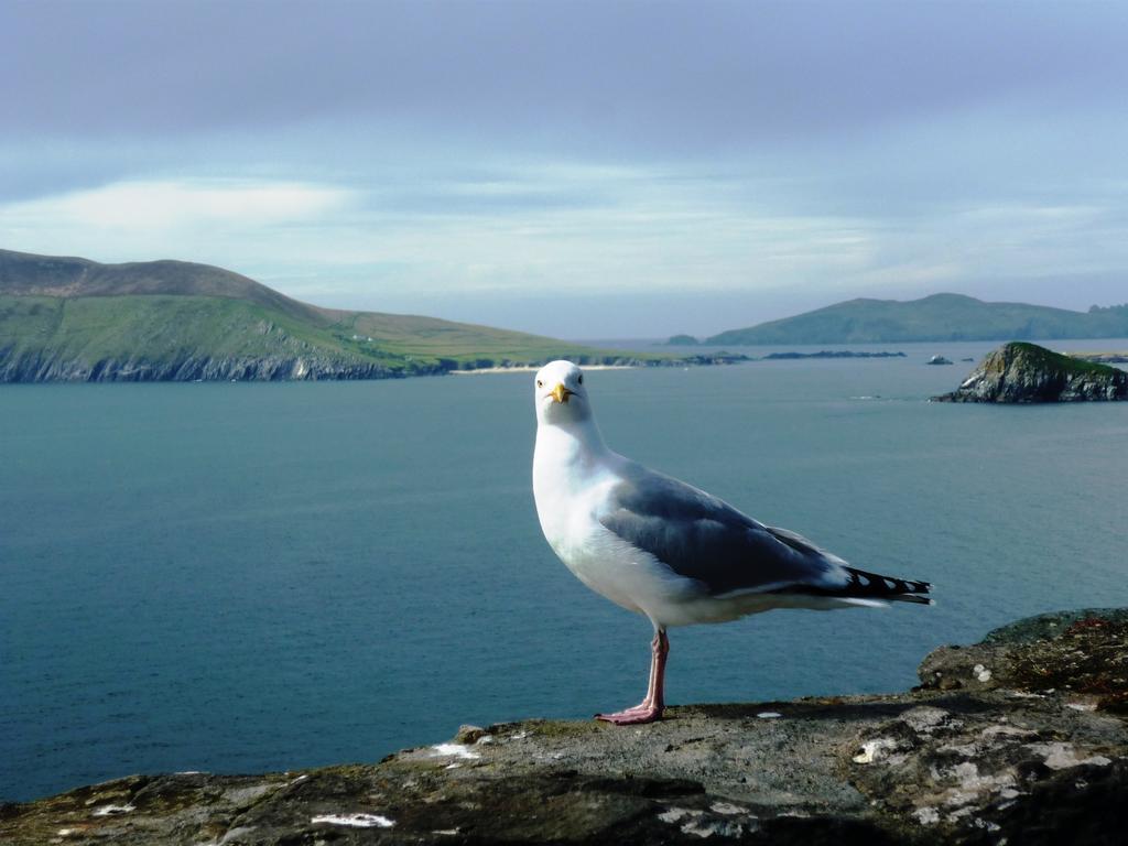 Cill Bhreac House B&B Dingle Zewnętrze zdjęcie